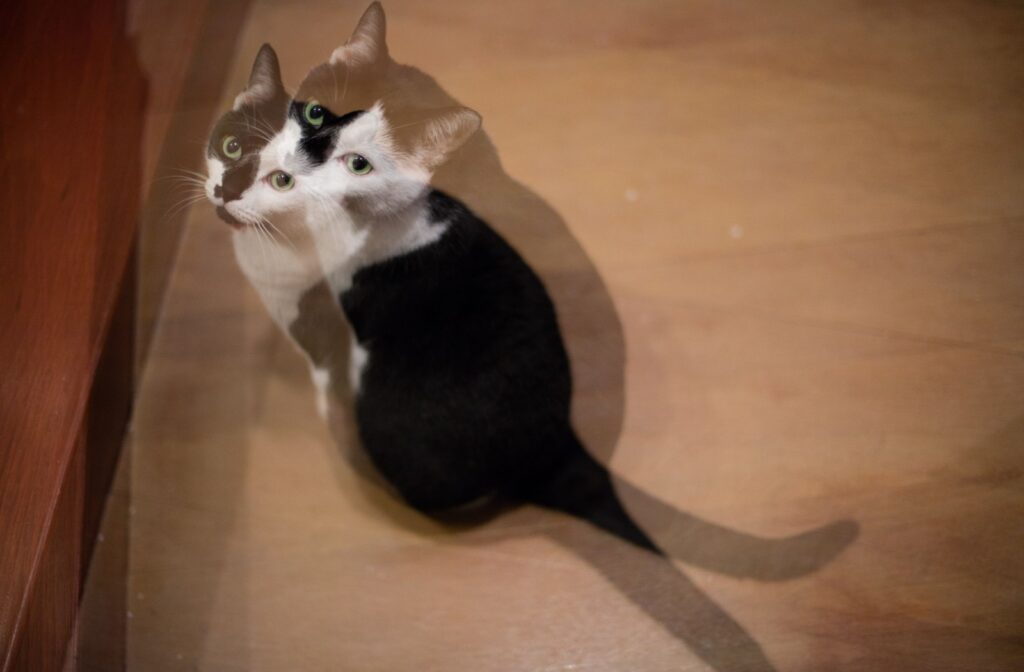 A double vision view of a cat.